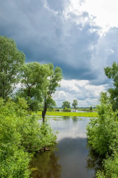 Sel. Doğal afet - sahilden kaynaklı su ile kara sel. Çalılar, ağaçlar su vardır. Sigorta yardımları alınmasından