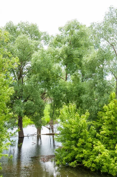 Powodzi Klęski Żywiołowej Zalania Gruntów Wodą Która Pochodzi Wybrzeża Drzewa — Zdjęcie stockowe