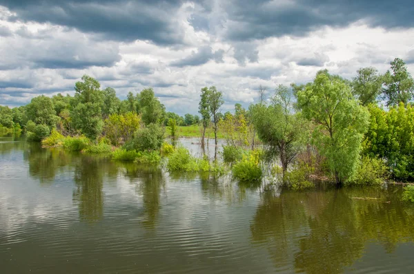 Sel. Doğal afet - sahilden kaynaklı su ile kara sel. Çalılar, ağaçlar su vardır. Sigorta yardımları alınmasından