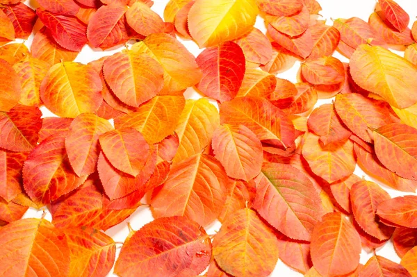 Doku, arka plan, desen. Kırmızı yaprakları. Sonbahar boyama. arka planını sonbahar yaprakları