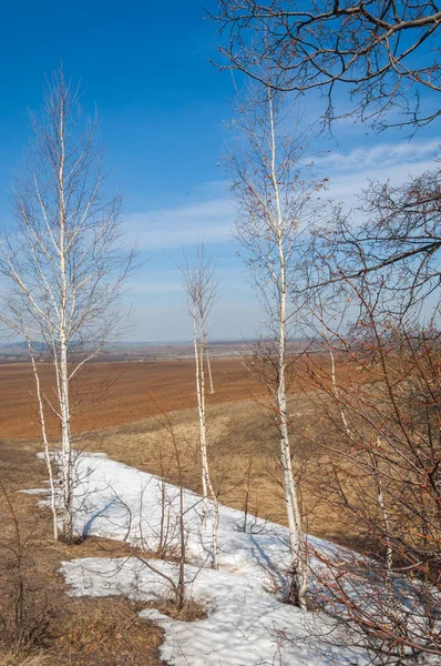 Våren Landskap Sista Snön Fältet Våren Kuperad Terräng Träd Utan — Stockfoto