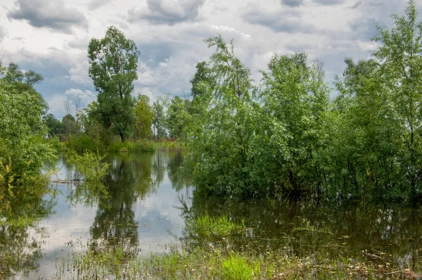 Sel. Doğal afet - sahilden kaynaklı su ile kara sel. Çalılar, ağaçlar su vardır. Sigorta yardımları alınmasından