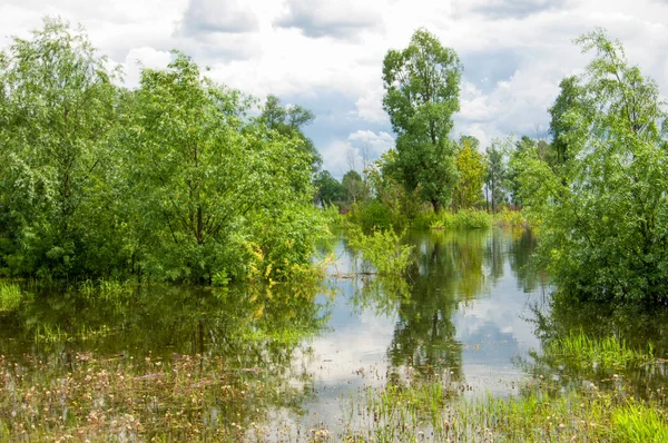 Sel. Doğal afet - sahilden kaynaklı su ile kara sel. Çalılar, ağaçlar su vardır. Sigorta yardımları alınmasından
