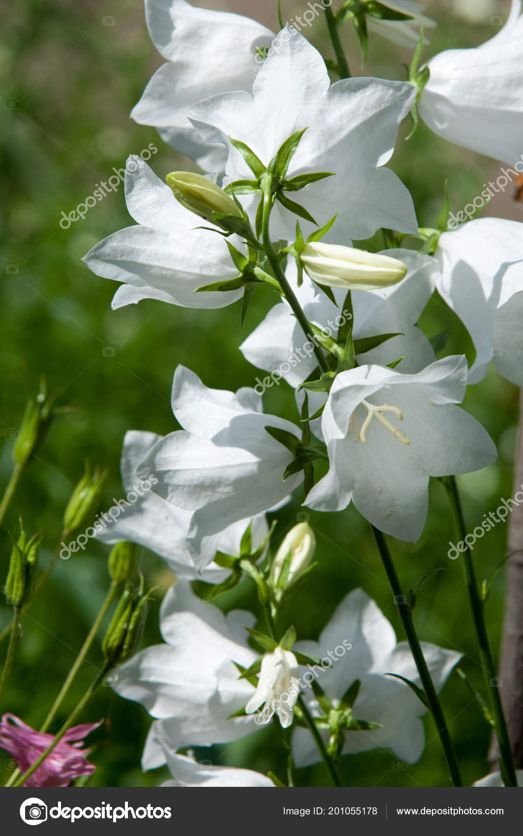 Fiori A Campanella Bianchi.Campanula Persicifolia Blooms Garden Macedonian Garebets Languages