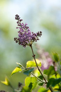 Bahar, leylak çiçeği. Arka plan bulanık ile yeşil yaprakları ile leylak dalı solgun eflatun çiçekler. Bahar eflatun çiçekli yeşil şube. 