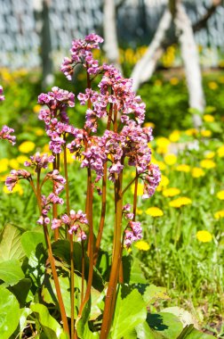 Bergenia saxifrage, filin kulağı fil kulaklı. Bergenia cordifolia Bergenia crassifolia ya da mor çiçekler açan badan. Kalp yapraklı 