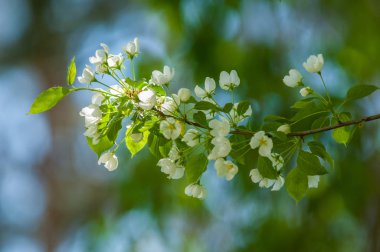 Bahar manzara, elma. Bahar çiçekleri. Bir arka plan doğa, bahar çiçekleri çiçek açması bir elma. Romantik zerafet Vintage Illustration yaprak ve çiçek bir elma ağacının ile