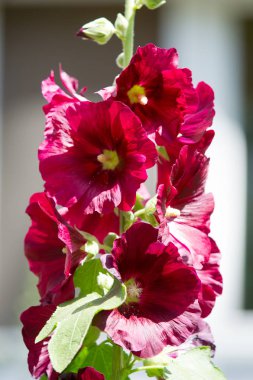 Ebegümeci çiçekler. kıllı kaynaklanıyor, pembe ya da mor çiçekler ve disk şeklinde meyve otsu bir bitki. Birkaç tür süsbitkileri yetiştirilen ve bazı yemeklik.