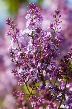 Bahar, leylak çiçeği. Arka plan bulanık ile yeşil yaprakları ile leylak dalı solgun eflatun çiçekler. Bahar eflatun çiçekli yeşil şube. 
