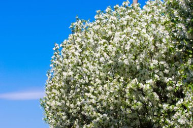 Bahar manzara, elma. Bahar çiçekleri. Bir arka plan doğa, bahar çiçekleri çiçek açması bir elma. Romantik zerafet Vintage Illustration yaprak ve çiçek bir elma ağacının ile
