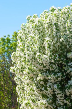 Bahar manzara, elma. Bahar çiçekleri. Bir arka plan doğa, bahar çiçekleri çiçek açması bir elma. Romantik zerafet Vintage Illustration yaprak ve çiçek bir elma ağacının ile