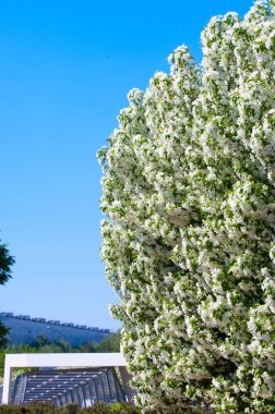 Bahar manzara, elma. Bahar çiçekleri. Bir arka plan doğa, bahar çiçekleri çiçek açması bir elma. Romantik zerafet Vintage Illustration yaprak ve çiçek bir elma ağacının ile