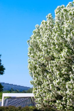 Bahar manzara, elma. Bahar çiçekleri. Bir arka plan doğa, bahar çiçekleri çiçek açması bir elma. Romantik zerafet Vintage Illustration yaprak ve çiçek bir elma ağacının ile