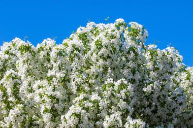 Bahar manzara, elma. Bahar çiçekleri. Bir arka plan doğa, bahar çiçekleri çiçek açması bir elma. Romantik zerafet Vintage Illustration yaprak ve çiçek bir elma ağacının ile