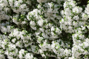 Teknogen peyzaj, kentsel. Yükselen güneş ışınlarının kutbunda enerji. Mesajını yüksek kurşun transferi için. Çelik elektrik direkleri