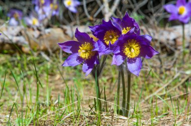 Bahar manzara. Çiçekleri içinde belgili tanımlık vahşi. Bahar çiçek Pulsatilla. Pasque çiçek ya da pasqueflower, Rüzgar çiçek, çayır bitkisi, Paskalya çiçek ve çayır anemone ortak adları dahil. 