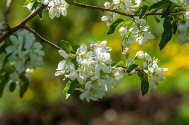 Bahar manzara, elma. Bahar çiçekleri. Bir arka plan doğa, bahar çiçekleri çiçek açması bir elma. Romantik zerafet Vintage Illustration yaprak ve çiçek bir elma ağacının ile