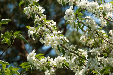 Bahar manzara, elma. Bahar çiçekleri. Bir arka plan doğa, bahar çiçekleri çiçek açması bir elma. Romantik zerafet Vintage Illustration yaprak ve çiçek bir elma ağacının ile