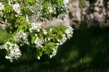Bahar manzara, elma. Bahar çiçekleri. Bir arka plan doğa, bahar çiçekleri çiçek açması bir elma. Romantik zerafet Vintage Illustration yaprak ve çiçek bir elma ağacının ile