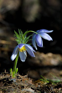 Bahar manzara. Çiçekleri içinde belgili tanımlık vahşi. Bahar çiçek Pulsatilla. Pasque çiçek ya da pasqueflower, Rüzgar çiçek, çayır bitkisi, Paskalya çiçek ve çayır anemone ortak adları dahil. 