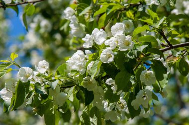 Bahar manzara, elma. Bahar çiçekleri. Bir arka plan doğa, bahar çiçekleri çiçek açması bir elma. Romantik zerafet Vintage Illustration yaprak ve çiçek bir elma ağacının ile
