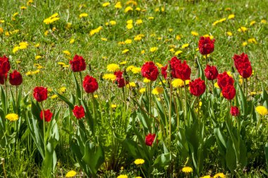 Çiçekler, bahar yatay. Lale. Lale güzel buket. renkli lale. lale bahar, renkli lale içinde. Çiçek Lale arka plan. Güzel bir renk laleler manzarası. 