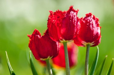 Çiçekler, bahar yatay. Lale. Lale güzel buket. renkli lale. lale bahar, renkli lale içinde. Çiçek Lale arka plan. Güzel bir renk laleler manzarası. 