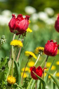 Çiçekler, bahar yatay. Lale. Lale güzel buket. renkli lale. lale bahar, renkli lale içinde. Çiçek Lale arka plan. Güzel bir renk laleler manzarası. 