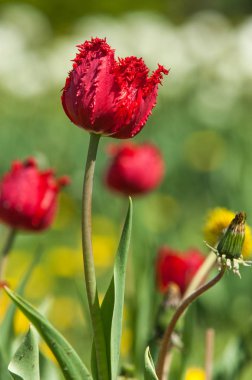 Çiçekler, bahar yatay. Lale. Lale güzel buket. renkli lale. lale bahar, renkli lale içinde. Çiçek Lale arka plan. Güzel bir renk laleler manzarası. 