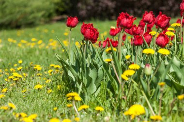 Çiçekler, bahar yatay. Lale. Lale güzel buket. renkli lale. lale bahar, renkli lale içinde. Çiçek Lale arka plan. Güzel bir renk laleler manzarası. 
