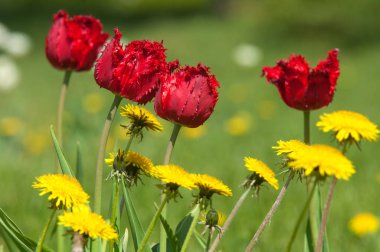 Çiçekler, bahar yatay. Lale. Lale güzel buket. renkli lale. lale bahar, renkli lale içinde. Çiçek Lale arka plan. Güzel bir renk laleler manzarası. 