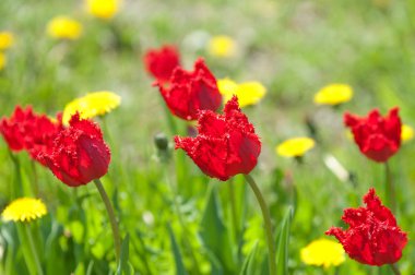 Çiçekler, bahar yatay. Lale. Lale güzel buket. renkli lale. lale bahar, renkli lale içinde. Çiçek Lale arka plan. Güzel bir renk laleler manzarası. 