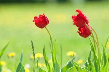Çiçekler, bahar yatay. Lale. Lale güzel buket. renkli lale. lale bahar, renkli lale içinde. Çiçek Lale arka plan. Güzel bir renk laleler manzarası. 