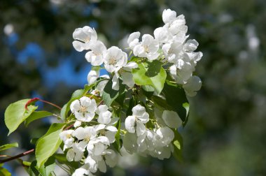 Elma ağacının çiçekleri. İlkbaharda çiçek açan elma. Güzel çiçek açan elma bahçesi. Üreme organlarının (stamens ve meyve oluşan bitki, tohum parçası),
