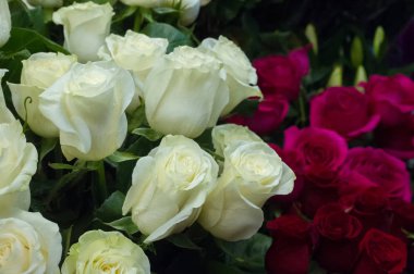 Bir buket gül fotoğraf. Bir dikenli çalı veya genellikle kırmızı, pembe, sarı veya beyaz güzel kokulu çiçekler, kuzey ılıman bölgelere yerli ayılar çalı. 