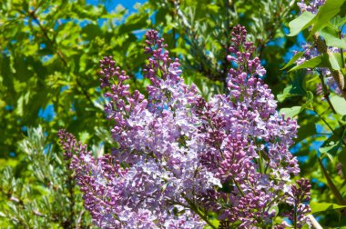 Güzel mor menekşe çiçekleri. Mor çiçekleri kapatın. Bahar çiçeği, leylak dalı. Leylak çalısı, leylak arkaplan. Bahar leylağı çiçekli dal.