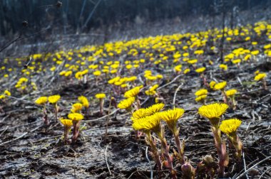 Coltsfoot bilinen Tussilago farfara bitki papatya ailesindeki groundsel kabile bir bitkidir