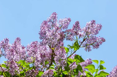 Güzel mor menekşe çiçekleri. Mor çiçekleri kapatın. Bahar çiçeği, leylak dalı. Leylak çalısı, leylak arkaplan. Bahar leylağı çiçekli dal.