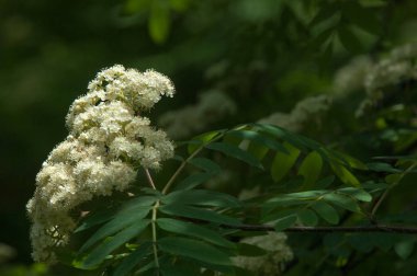 Çam bahar fışkın. Genç yeşil çam dalı. Bahar Orman. Çam ile yeni bir ivme ve erkek önümüzdeki bahar dalı. çam dal altın güneş