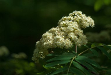 Çam bahar fışkın. Genç yeşil çam dalı. Bahar Orman. Çam ile yeni bir ivme ve erkek önümüzdeki bahar dalı. çam dal altın güneş