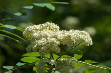 Çam bahar fışkın. Genç yeşil çam dalı. Bahar Orman. Çam ile yeni bir ivme ve erkek önümüzdeki bahar dalı. çam dal altın güneş