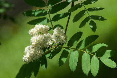 Çam bahar fışkın. Genç yeşil çam dalı. Bahar Orman. Çam ile yeni bir ivme ve erkek önümüzdeki bahar dalı. çam dal altın güneş