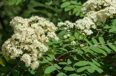 Çam bahar fışkın. Genç yeşil çam dalı. Bahar Orman. Çam ile yeni bir ivme ve erkek önümüzdeki bahar dalı. çam dal altın güneş