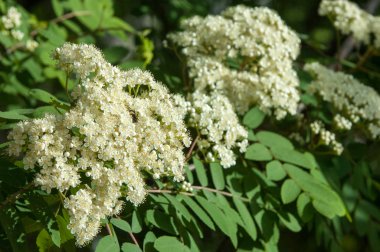 Çam bahar fışkın. Genç yeşil çam dalı. Bahar Orman. Çam ile yeni bir ivme ve erkek önümüzdeki bahar dalı. çam dal altın güneş