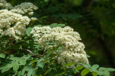 Çam bahar fışkın. Genç yeşil çam dalı. Bahar Orman. Çam ile yeni bir ivme ve erkek önümüzdeki bahar dalı. çam dal altın güneş