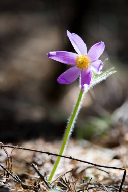 Bahar manzara. Çiçekleri içinde belgili tanımlık vahşi. Bahar çiçek Pulsatilla. Pasque çiçek ya da pasqueflower, Rüzgar çiçek, çayır bitkisi, Paskalya çiçek ve çayır anemone ortak adları dahil. 