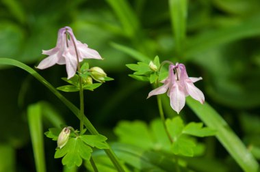 Corydalis korydal'ın kriket toygar yıllık ve çok yıllık otsu bitki ailesinin Gelincikgiller familyasından