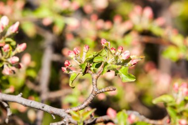 Unblown meyve ağacı, elma çiçeği kırmızı çiçek tomurcukları