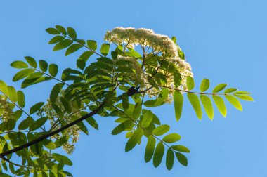 Dağ kül çiçekler. Ashberry Sorbus aucuparia L. yeşillik ve çiçek çiçeklenme. Sıradan bir dal benekli yeşil arka plan üzerinde beyaz büyük çiçekli kayalar