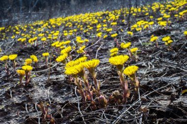Coltsfoot bilinen Tussilago farfara bitki papatya ailesindeki groundsel kabile bir bitkidir